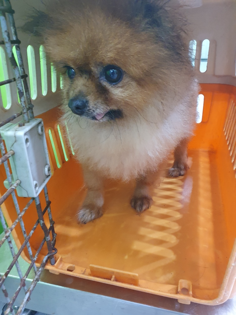 포메라니안 이미지 파일 입니다.